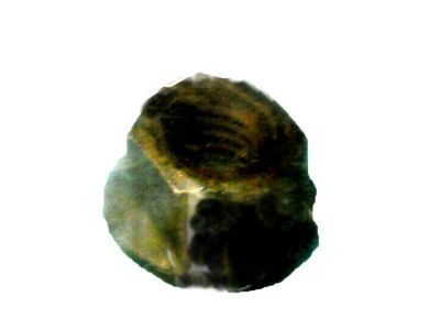 -N620482-S56 Ford Nut - Adjusting Screw Product Photo 2 of 2