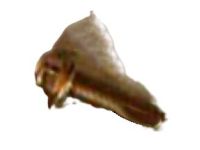 Ford -W500015-S309 Screw Ford -W500015-S309 Screw