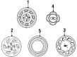1997 Ford Aspire Wheel Cover Diagram - F4BZ1130C