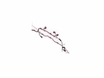 Ford JR3Z-13412-C Socket And Wire Assy - Lamp